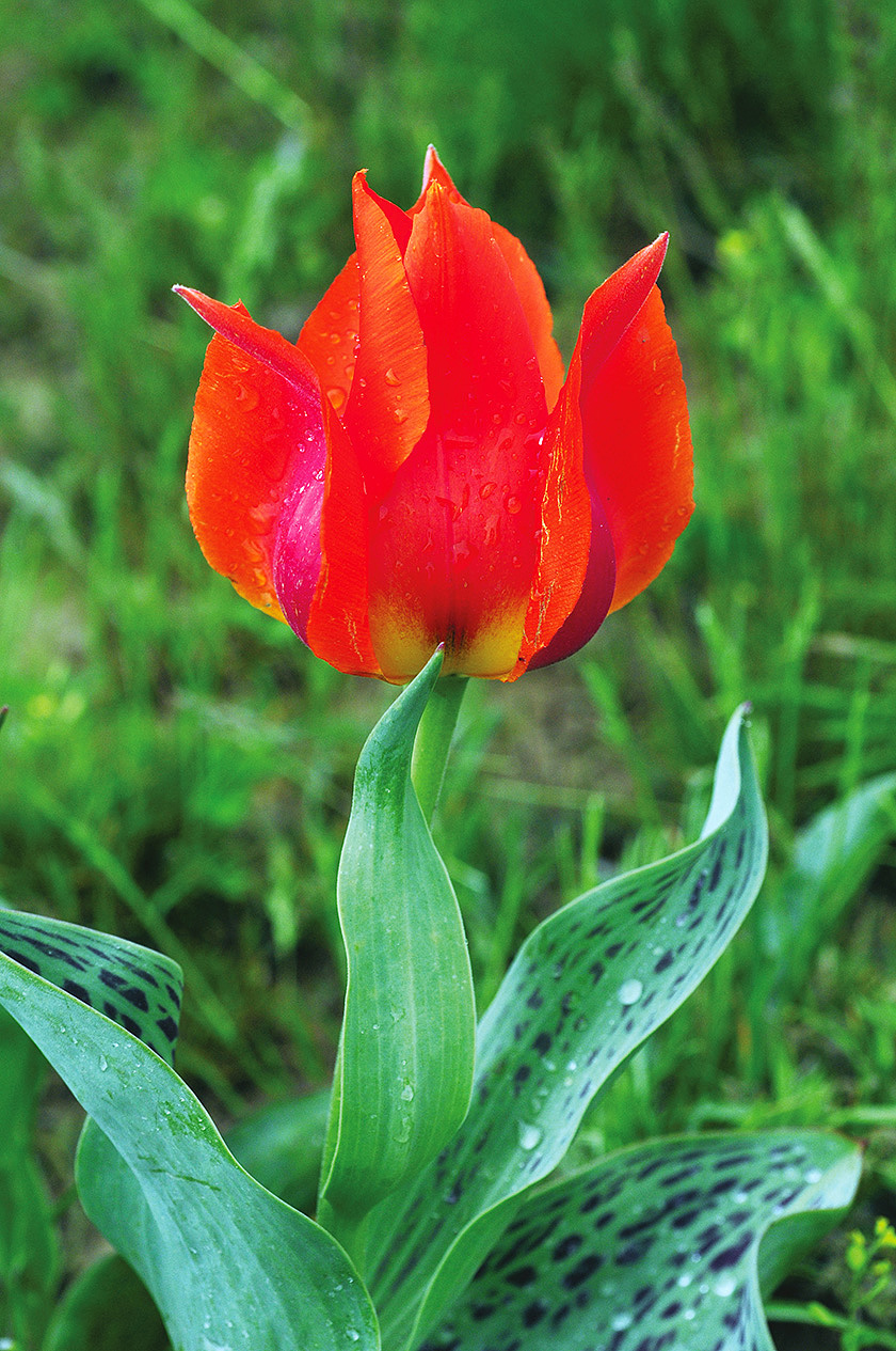 02 Тюльпан Грейга Tulipa greigii фото Олега Белялова 8343