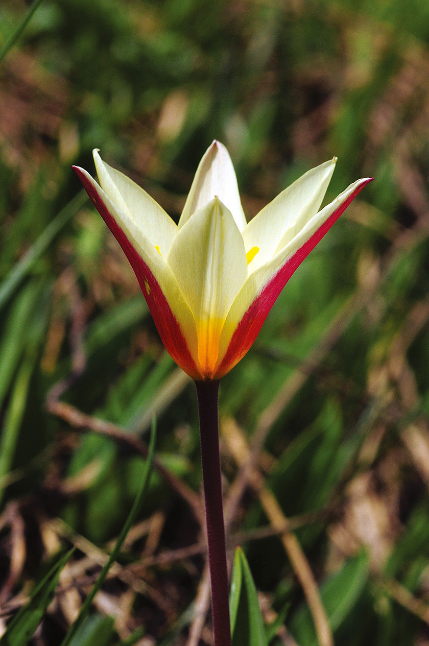 10 Тюльпан Кауфмана Tulipa kaufmanniana фото Олега Белялова 5433